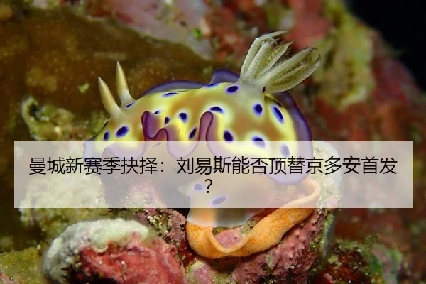 曼城新赛季抉择：刘易斯能否顶替京多安首发？